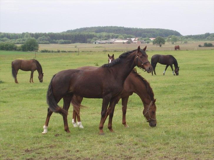 Dansk Varmblod Enghavegaards Drusa  - foto model ;P  billede 2