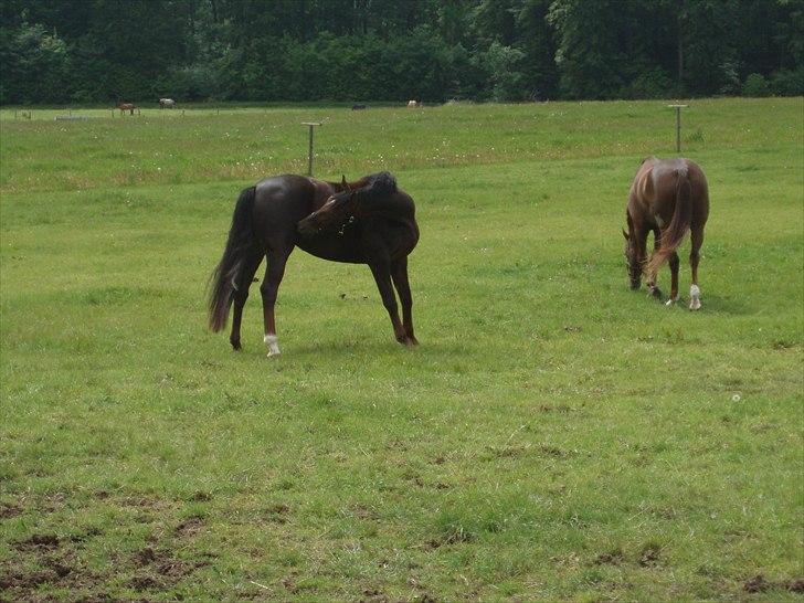 Dansk Varmblod Enghavegaards Drusa  - det klør :) <3  billede 3