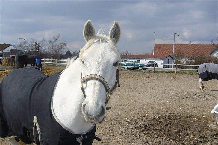 Anden særlig race shadow - Hen for at hilse, og forventer en godbid billede 3