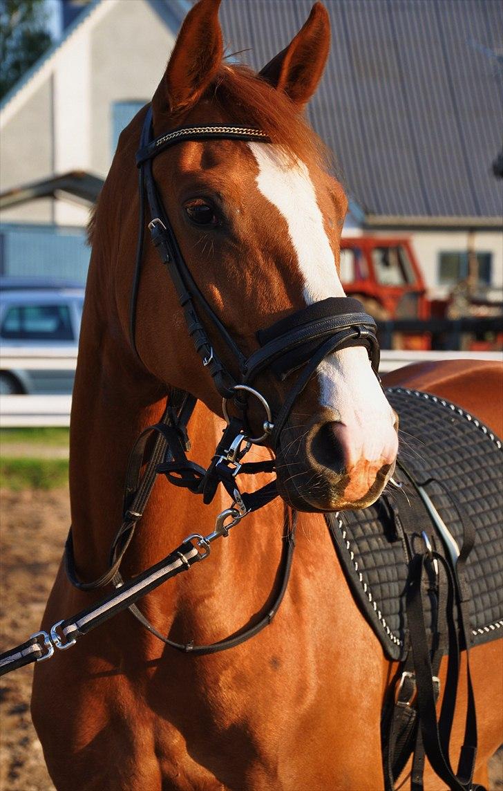 Dansk Varmblod Mae Blossom  billede 11