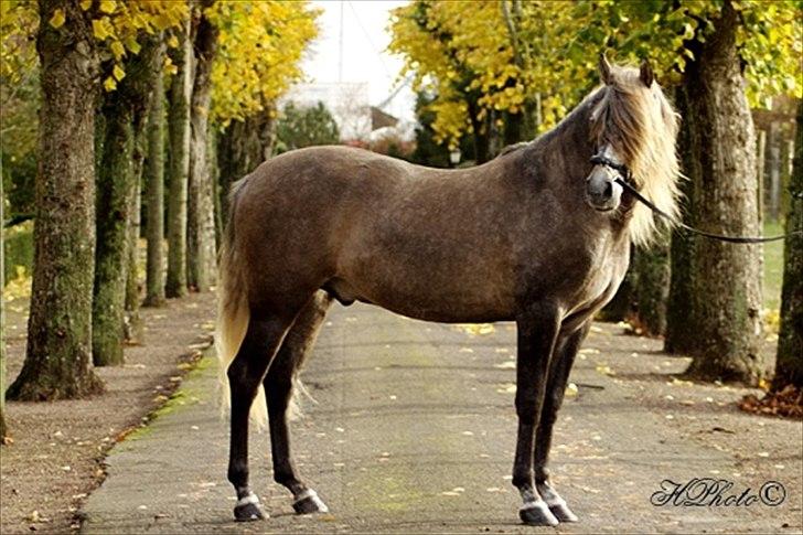 Pura Raza Española Maximus Z of Rohan billede 10