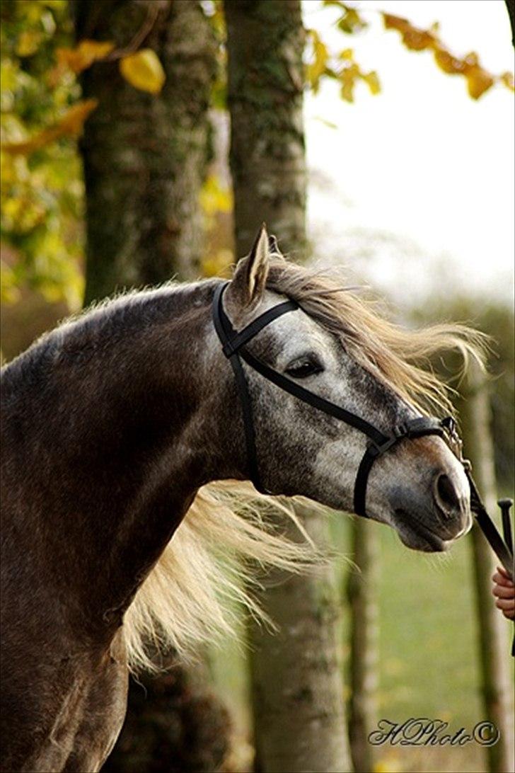 Pura Raza Española Maximus Z of Rohan billede 12