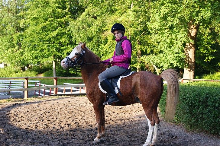 Welsh Mountain (sec A) fjordens snuske "Baloo" - rebecca og Baloo til ponygalop i Klampenborg billede 11
