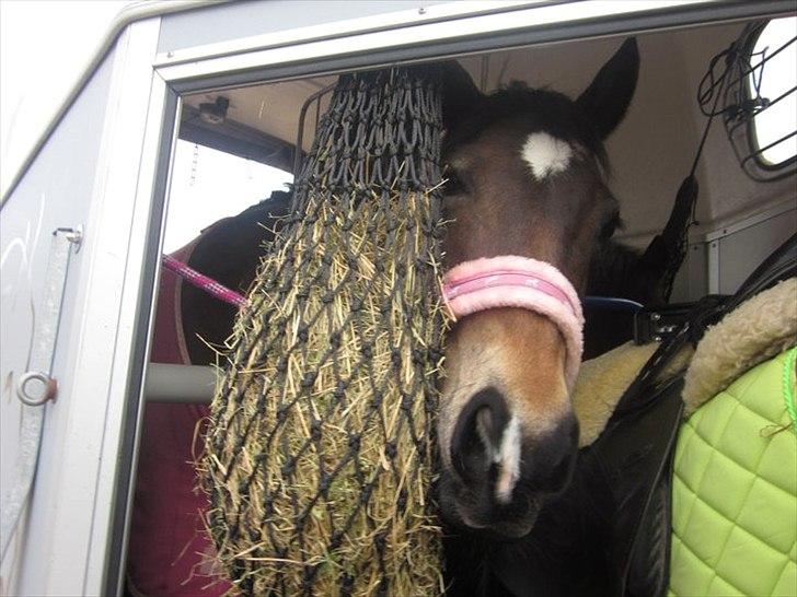 Welsh Cob (sec D) Vlietstede Brilliant Idris - Tak for i kiggede med :D billede 16