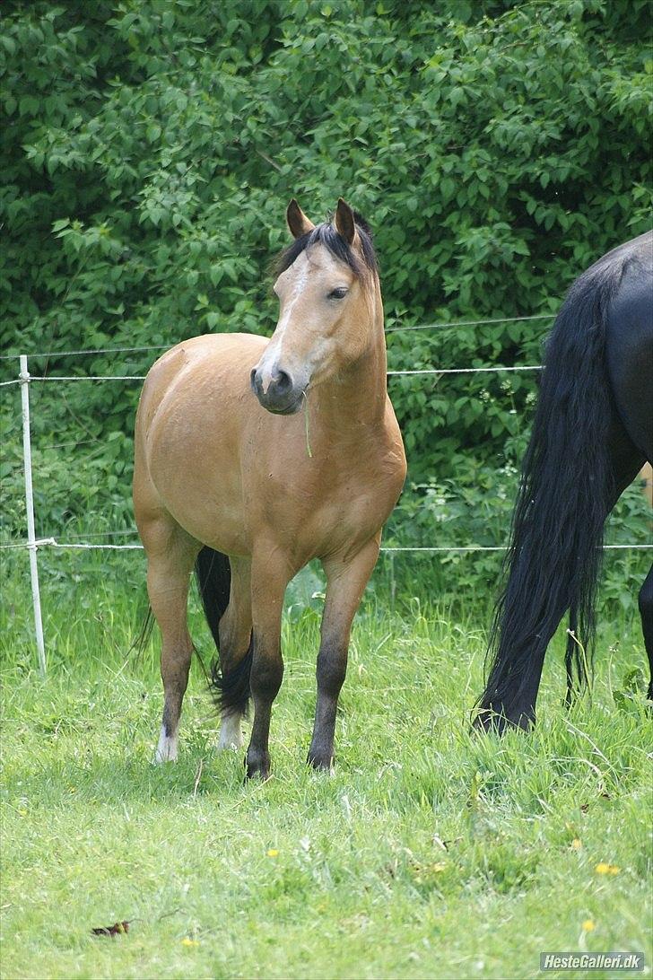 Welsh Partbred (Sec F) Tannes Bailey II blue..SOLGT - Bailey Maj 2011. Billedet er taget af Rikke Thomsen billede 18