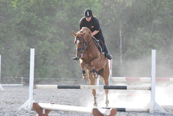 Tysk Varmblod  Findus <3 - Springundervisning på Tronsøskolen (10/11)  billede 6
