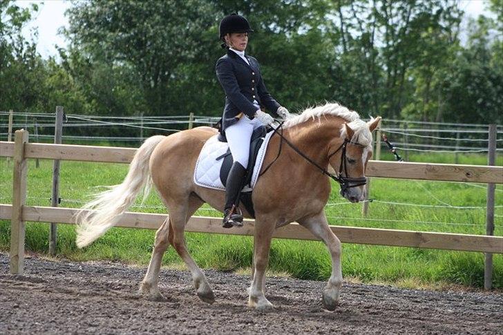 Haflinger Amadeo billede 12