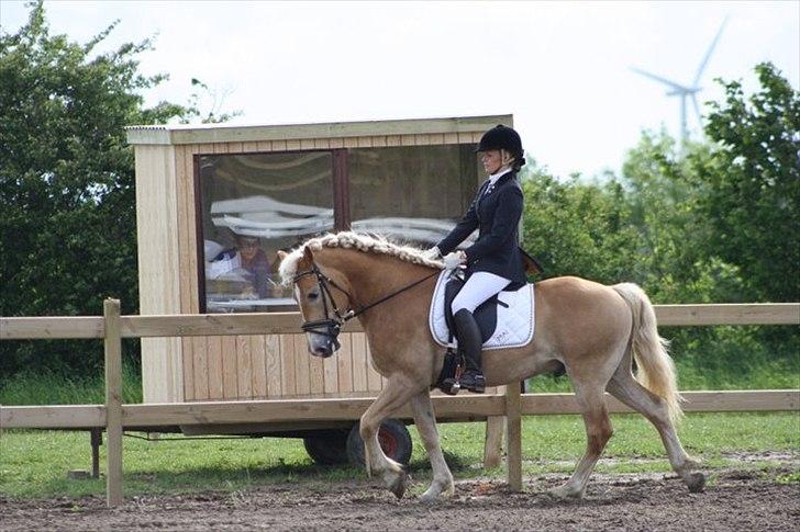 Haflinger Amadeo billede 14