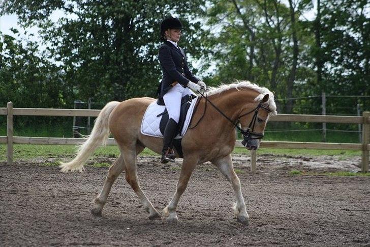 Haflinger Amadeo billede 15
