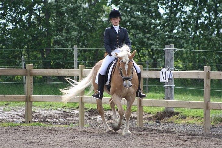 Haflinger Amadeo billede 16