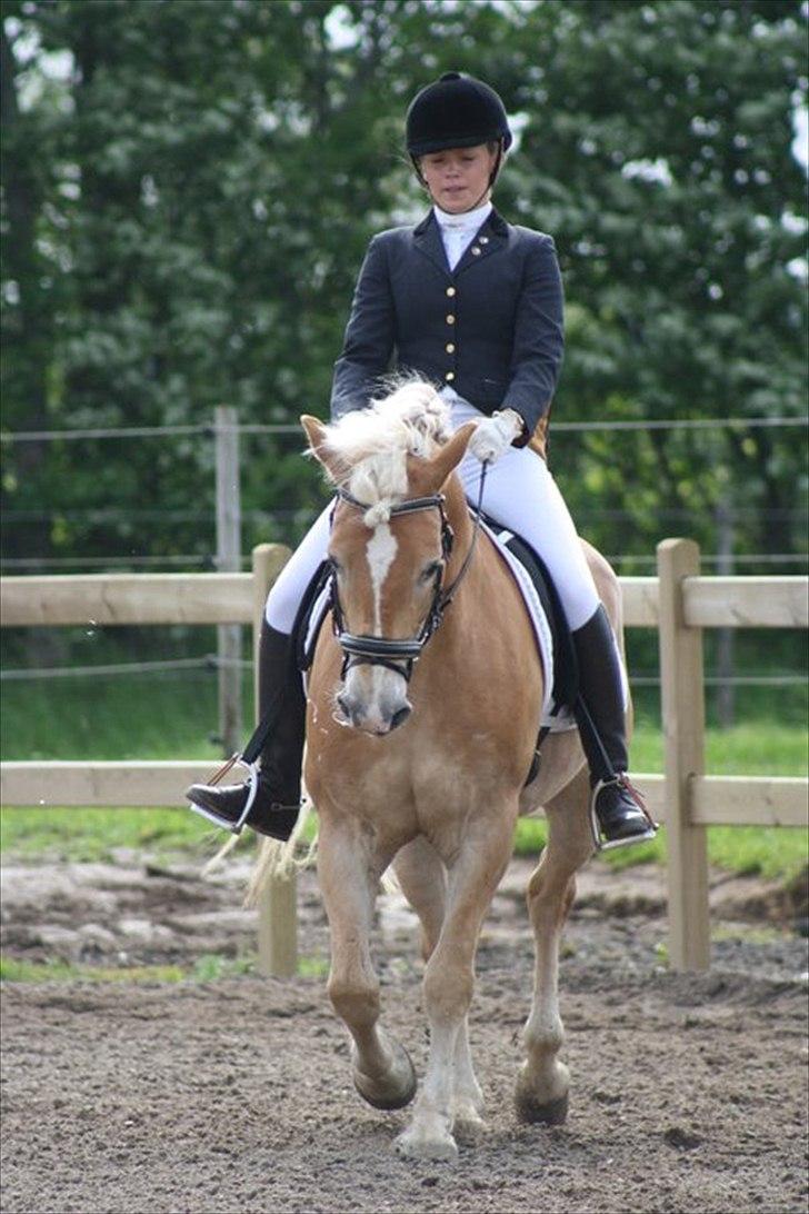 Haflinger Amadeo billede 17