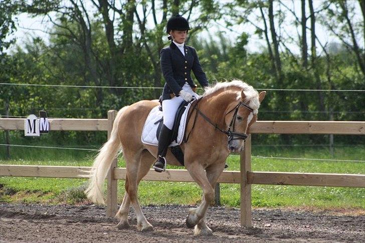 Haflinger Amadeo billede 18