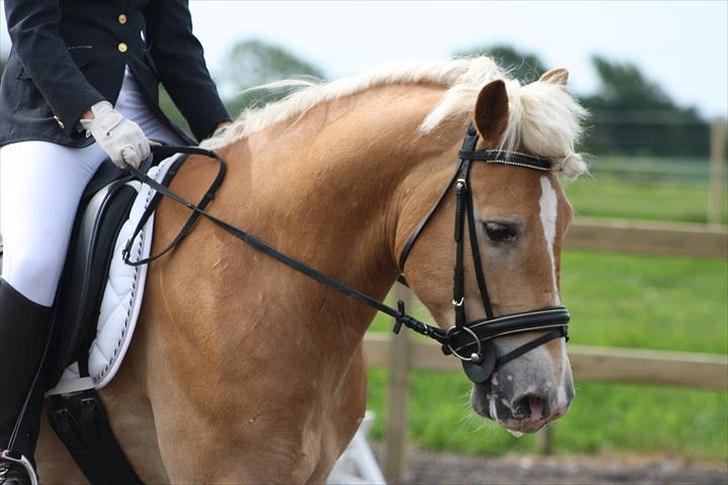 Haflinger Amadeo billede 19