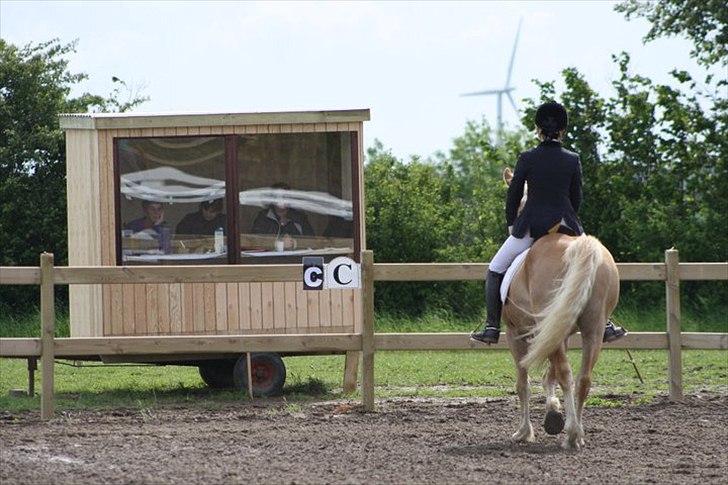 Haflinger Amadeo billede 9