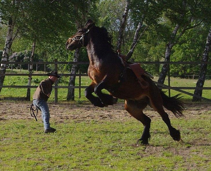 Anden særlig race Lille KLaus - Klaus er vist lidt af en rodeohest ;) billede 17