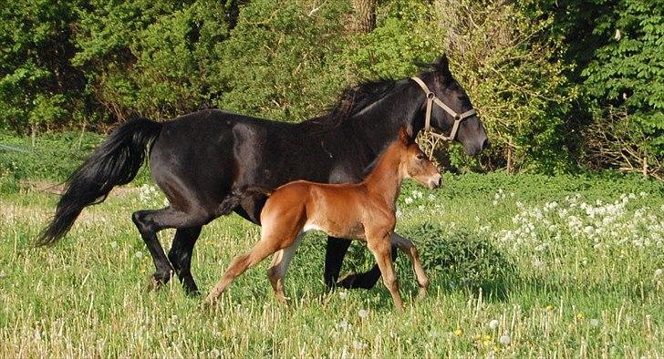 Traver Ulala billede 1