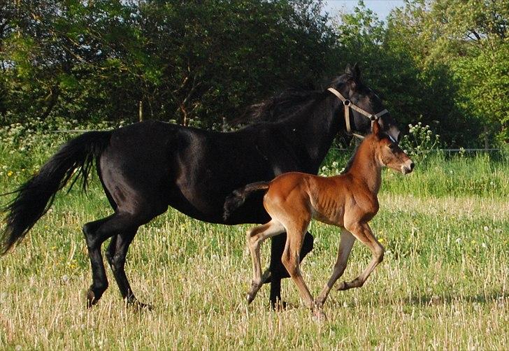 Traver Ulala billede 2