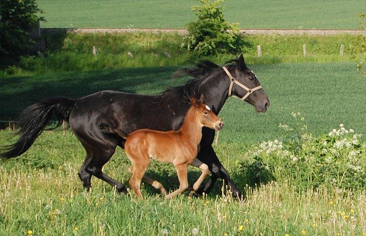 Traver Ulala billede 3