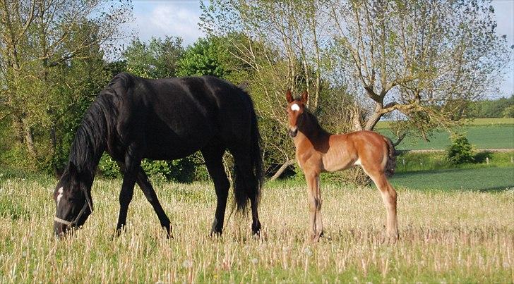 Traver Ulala billede 4