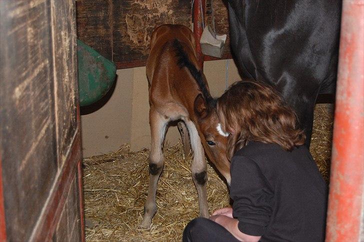 Traver Ulala billede 5