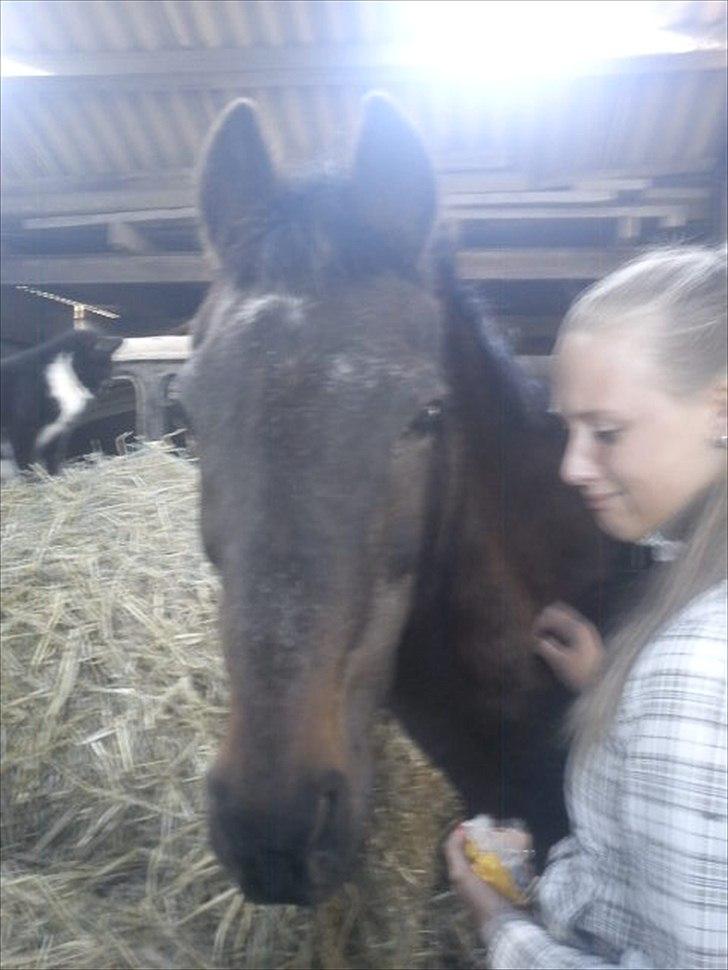 Anden særlig race » Elvis R.I.P - Sidste dag med Guldponyen, elsker dig for evigt billede 19