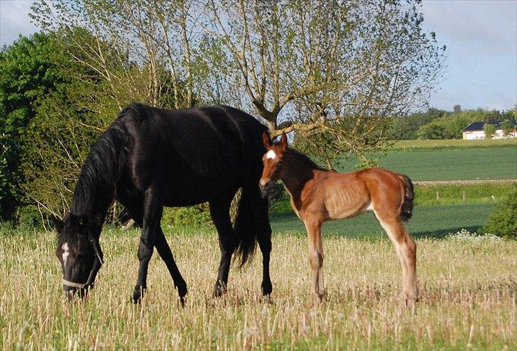 Traver Kamia billede 1