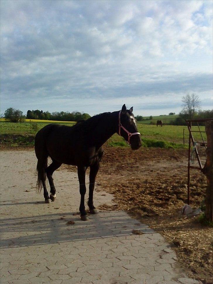 Traver Kamia billede 2