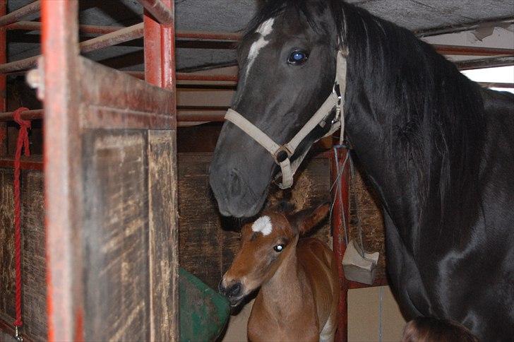 Traver Kamia billede 5