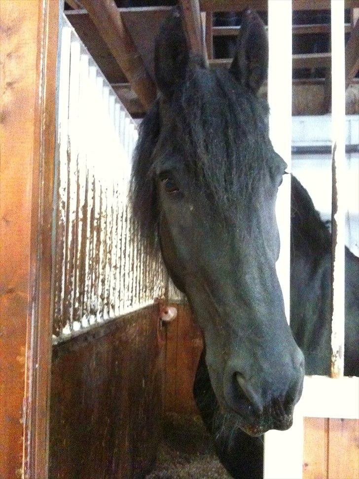 Frieser Falco *Himmelhest* billede 2