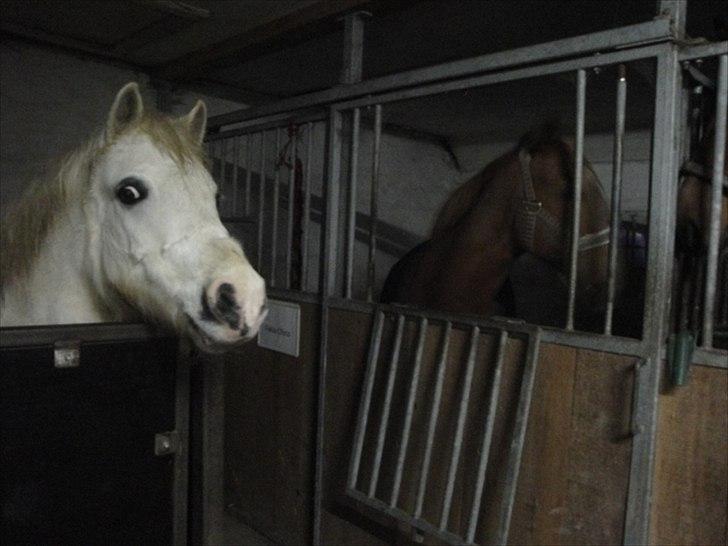 Welsh Pony (sec B) Fakla Chico (Min datters pony) SOLGT - Fakla Chico. det er min datters pony. billede 1