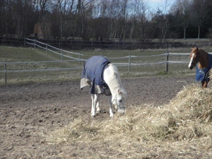 Welsh Pony (sec B) Fakla Chico (Min datters pony) SOLGT billede 2