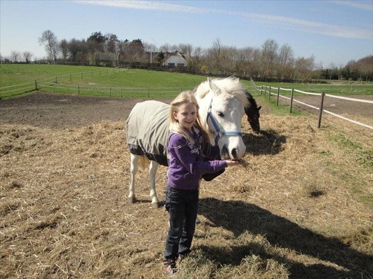 Welsh Pony (sec B) Fakla Chico (Min datters pony) SOLGT billede 3