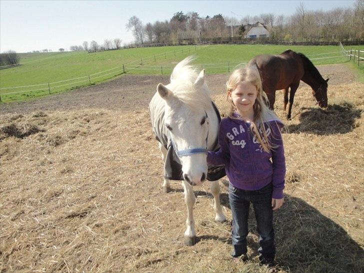 Welsh Pony (sec B) Fakla Chico (Min datters pony) SOLGT billede 4