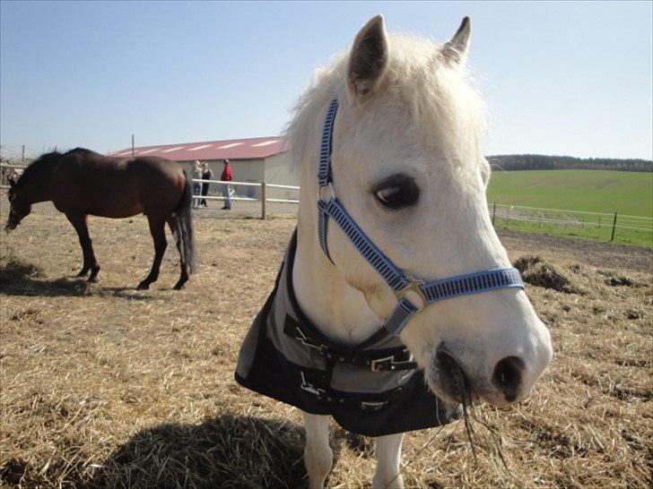 Welsh Pony (sec B) Fakla Chico (Min datters pony) SOLGT billede 5