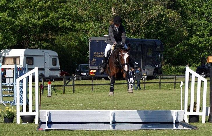 Anden særlig race Conan - Verdens bedste hest i stor stil, for aller første gang, nogensinde over stor vand, i første forsøg. Fejlfri LA i DRK :-) billede 18