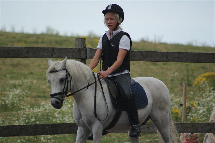 Welsh Mountain (sec A) Charlie - En lille galop tur :) billede 5