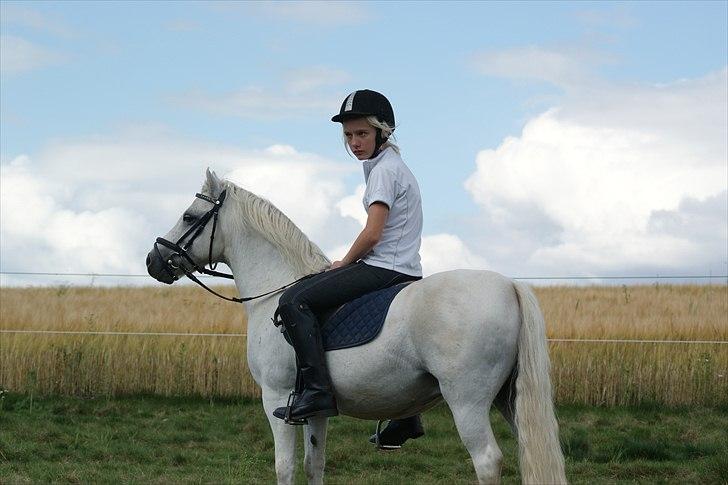 Welsh Mountain (sec A) Charlie - Endnu et billede 7