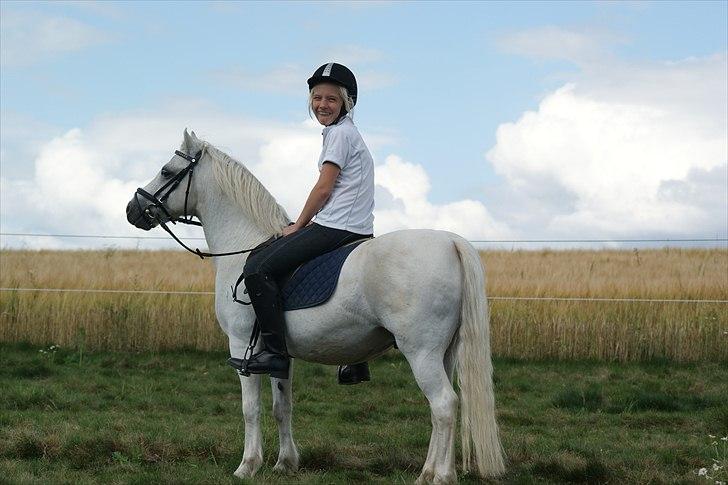 Welsh Mountain (sec A) Charlie - Endnu et. billede 8