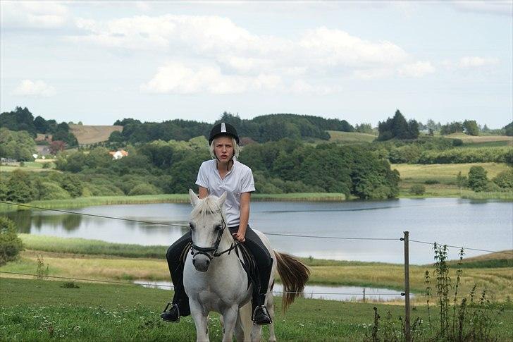 Welsh Mountain (sec A) Charlie - Et billede med en skøn udsigt. billede 10