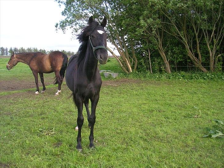 Dansk Varmblod Landianos-ø - 1 år billede 6