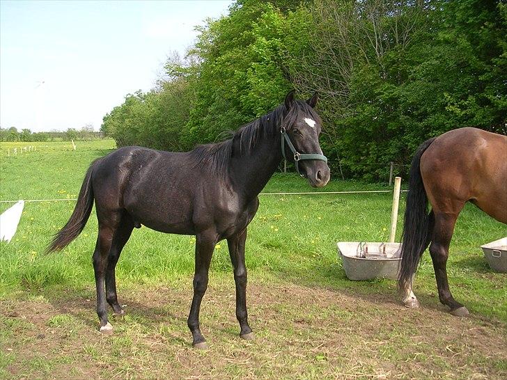 Dansk Varmblod Landianos-ø - 1 år billede 7