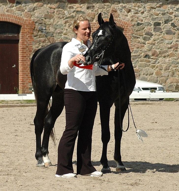 Arabisk fuldblod (OX) Aswad al walad ox 3807 - Foto: Jani Pedersen billede 7