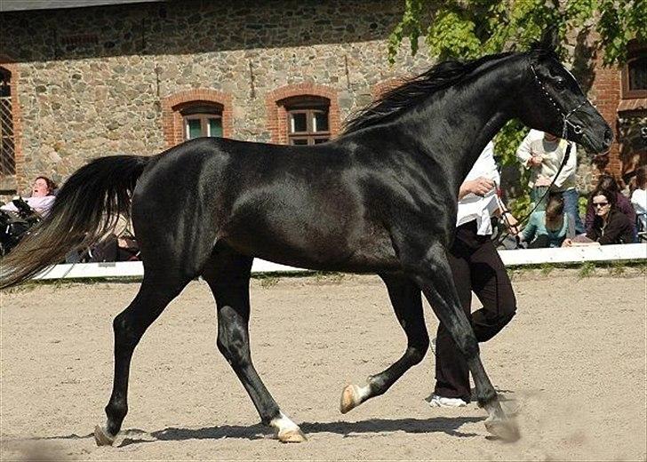 Arabisk fuldblod (OX) Aswad al walad ox 3807 - Foto: Jani Pedersen billede 8