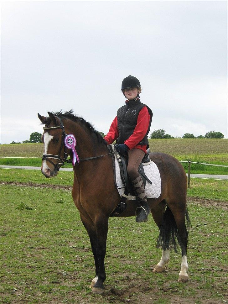 Welsh Pony (sec B) Bjerregårds Mekado - Kusine stævne billede 11