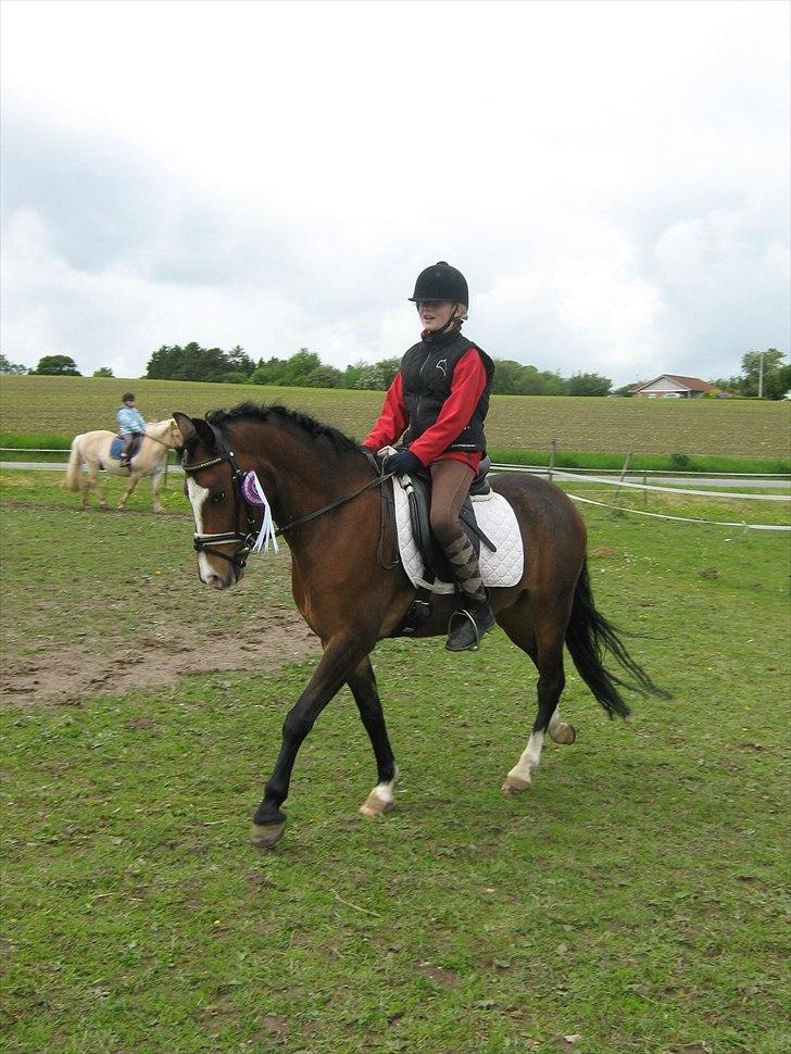 Welsh Pony (sec B) Bjerregårds Mekado - Kusine stævne billede 7