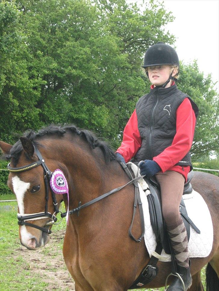 Welsh Pony (sec B) Bjerregårds Mekado - Kusine stævne billede 6