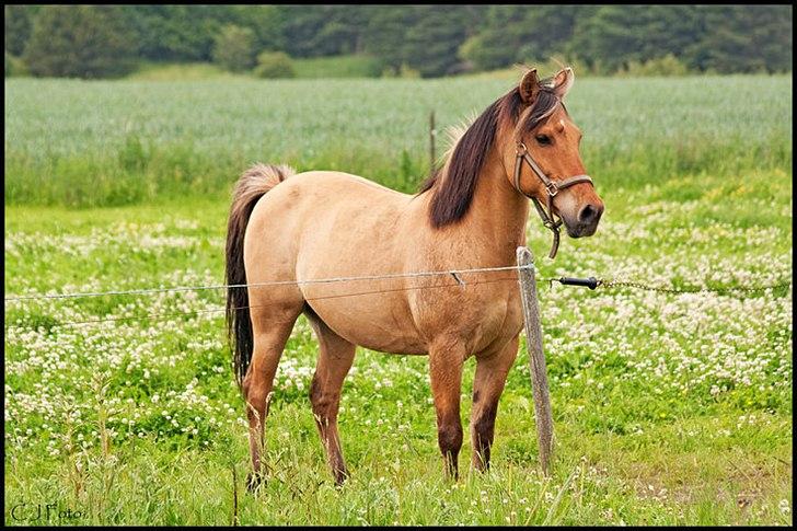 Anden særlig race lukas - fotograf: min søde storebror <3(: billede 11