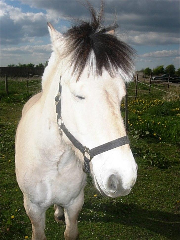 Fjordhest Oblings Milan billede 3