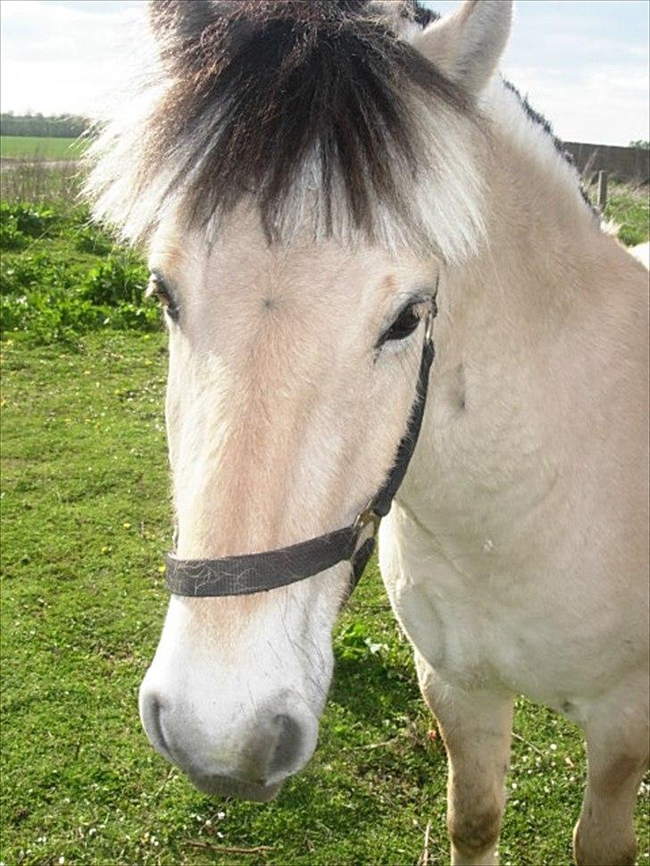 Fjordhest Oblings Milan billede 4
