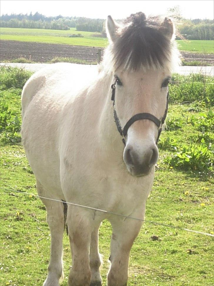 Fjordhest Oblings Milan billede 2
